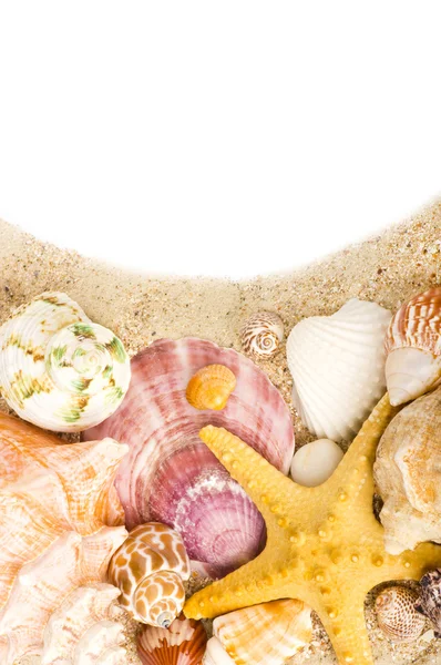 Beautiful exotic shell on a sand background — Stock Photo, Image