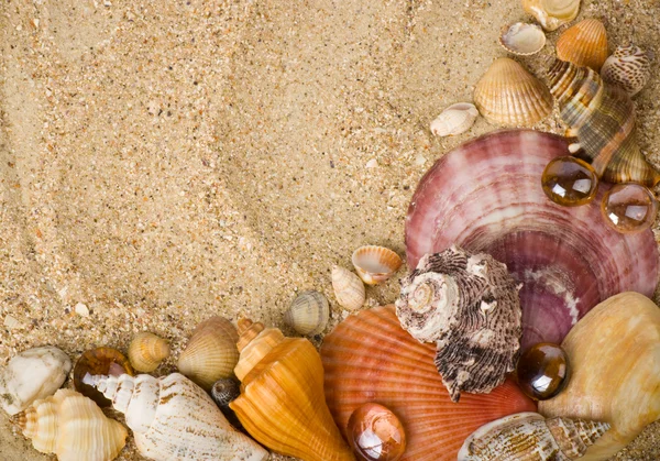 Bela concha exótica em um fundo de areia — Fotografia de Stock
