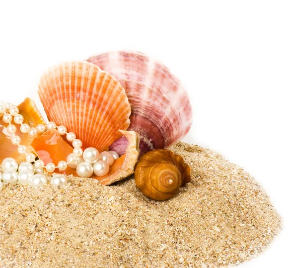 Beautiful exotic shell and pearls — Stock Photo, Image