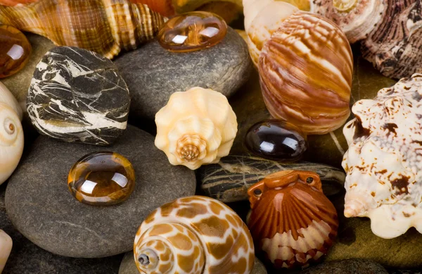 Hermosa concha exótica y piedras — Foto de Stock