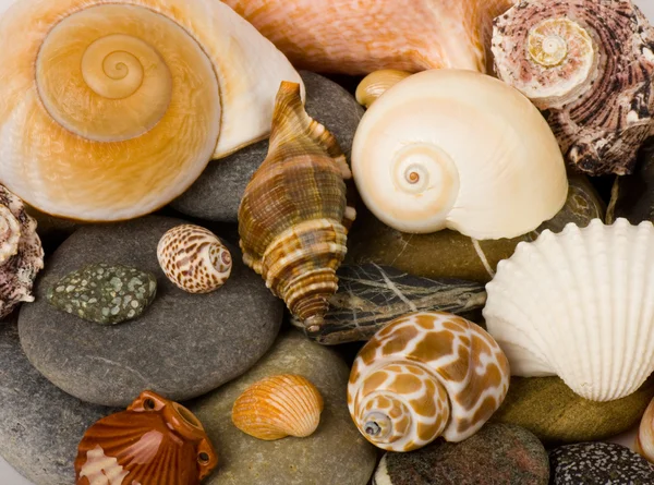 Güzel egzotik deniz hayvanı kabuğu ve taşlar — Stok fotoğraf