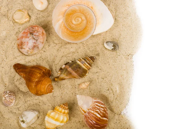 Beautiful exotic shell and crystals — Stock Photo, Image