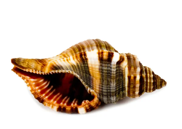 Prachtige exotische shell op witte achtergrond — Stockfoto