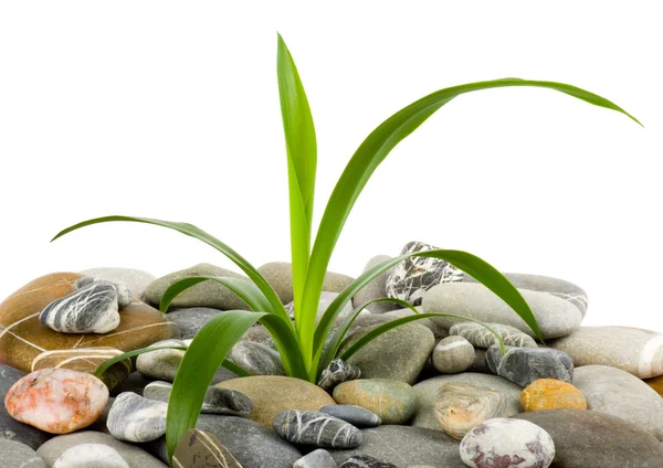 Stenar och grön växt — Stockfoto