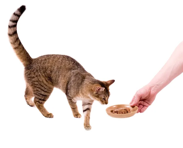 Güzel bengal kedisi kedi gibi yemek yiyor — Stok fotoğraf