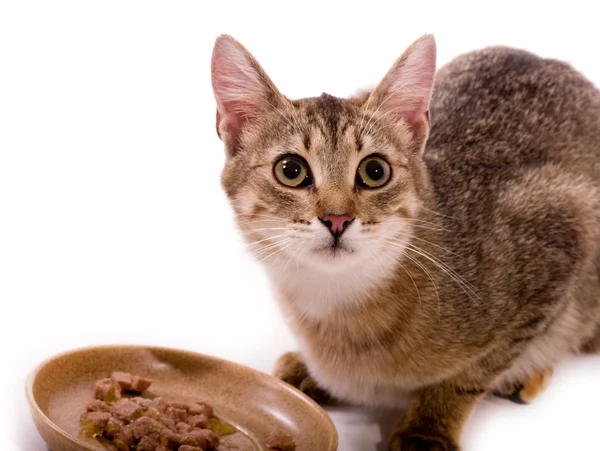 Bellissimo gatto bengala mangia pasto simile a un gatto — Foto Stock