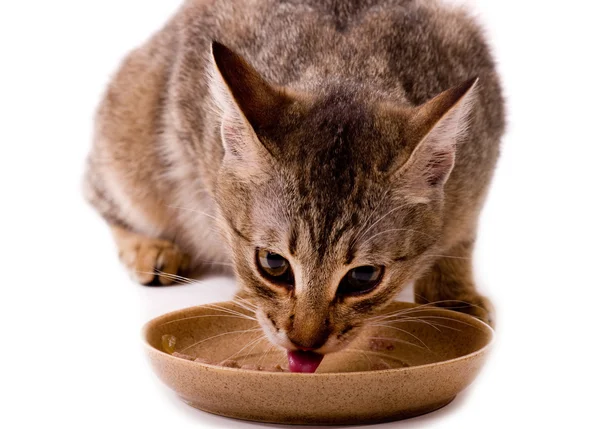 Bellissimo gatto bengala mangia pasto simile a un gatto — Foto Stock