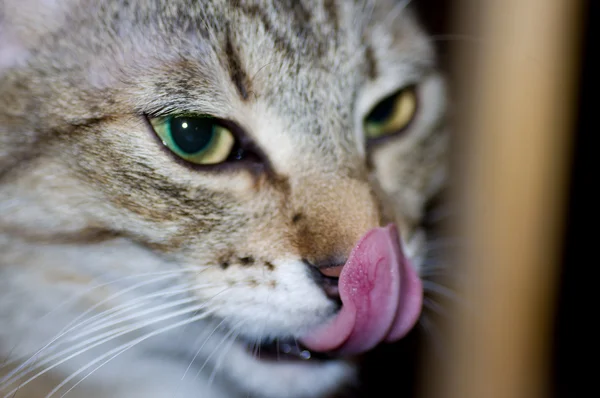 Cat licks her nose — Stock Photo, Image