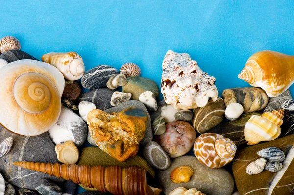 Güzel egzotik deniz hayvanı kabuğu ve taşlar — Stok fotoğraf