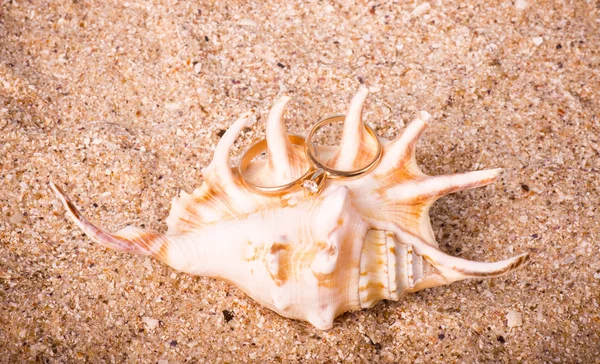 Красивый песочный фон с экзотической оболочкой — стоковое фото