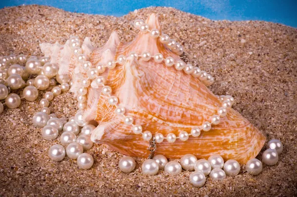 Güzel egzotik deniz hayvanı kabuğu ve kum üzerine inciler — Stok fotoğraf