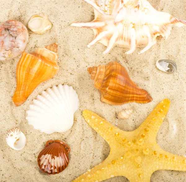 Beautiful sand background with exotic shell — Stock Photo, Image