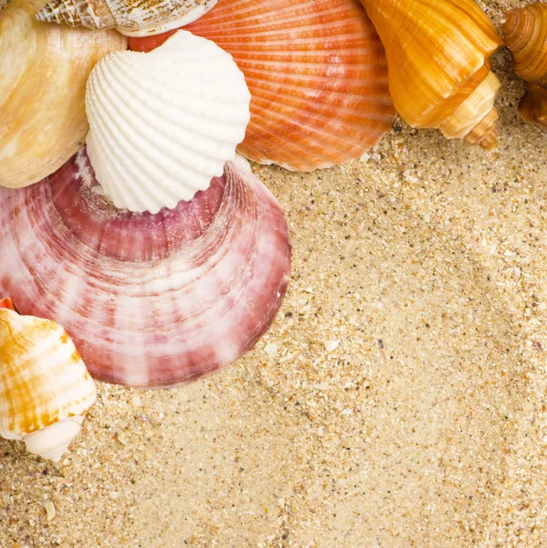 Piękne tło piasek z egzotycznych powłoki — Zdjęcie stockowe