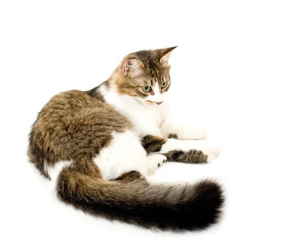 Krásná mladá kočka na bílém pozadí — Stock fotografie