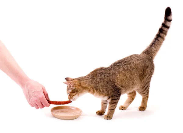 Bellissimo gatto mangia salsiccia sullo sfondo bianco — Foto Stock