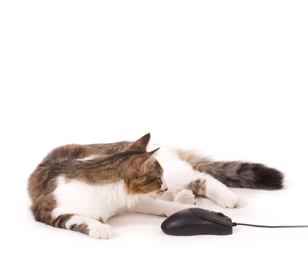 Όμορφη γάτα με το ποντίκι του υπολογιστή σε άσπρο φόντο — Φωτογραφία Αρχείου