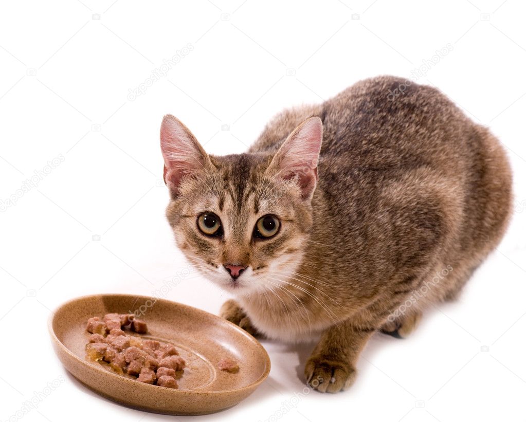 Beautiful bengal cat eats cat-like meal on the white background