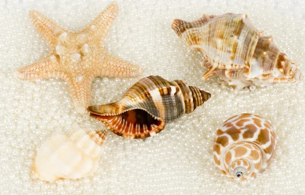 Beautiful exotic shell and pearls on white background. — Stock Photo, Image