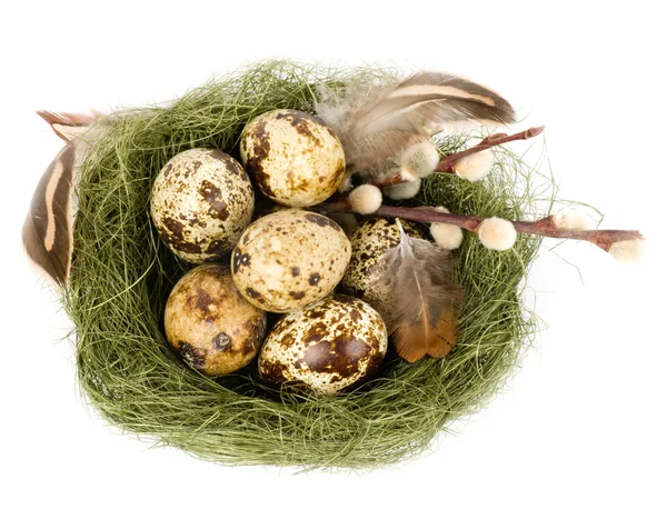 Nest with quail eggs and spring flowers — Stock Photo, Image