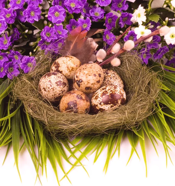 Quail eggs and spring flowers — Stock Photo, Image
