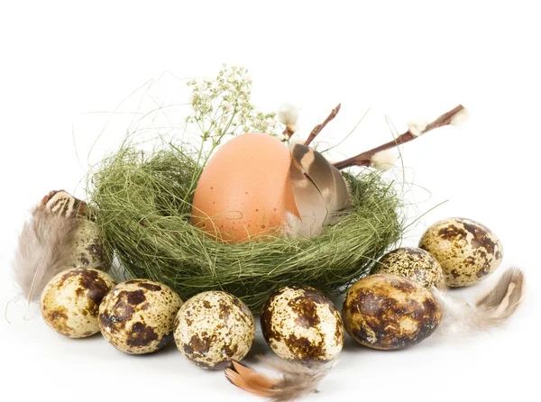Гнездо с пасхальными перепелиными яйцами на белом фоне — стоковое фото