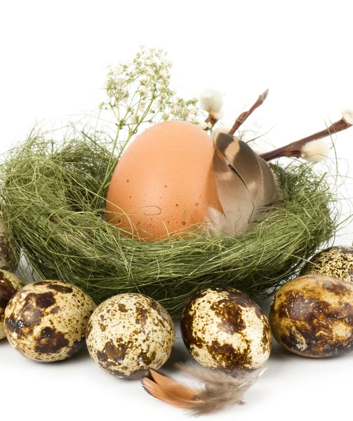 Ninho com ovos de codorna de Páscoa no fundo branco — Fotografia de Stock