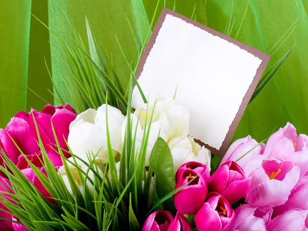 Banner add with spring tulips — Stock Photo, Image