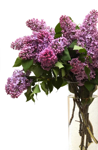 stock image Lilac bouquet