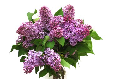 Lilac bouquet clipart