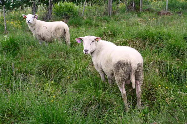 Два овца — стоковое фото