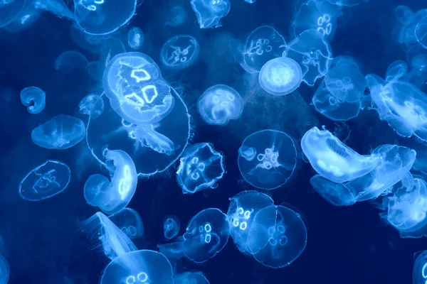 Fundo medusa — Fotografia de Stock