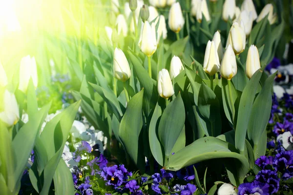 White tulips — Stock Photo, Image