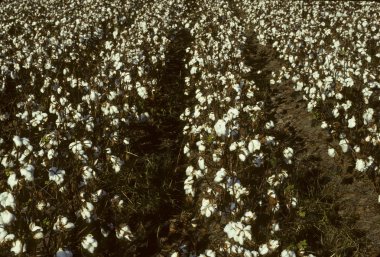 Rows of cotton in a field clipart