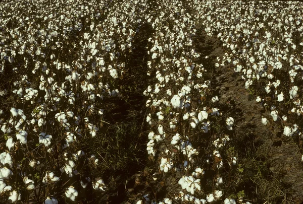 Rader av bomull i ett fält — Stockfoto