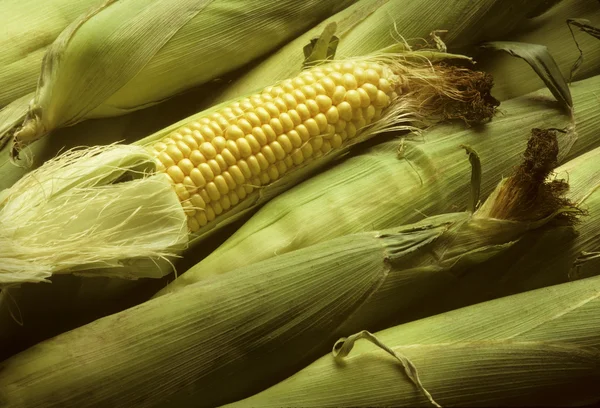 stock image Several ears of corn with one shucked