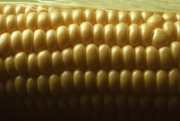 stock image Kernels of Yellow Sweet Corn or Maize