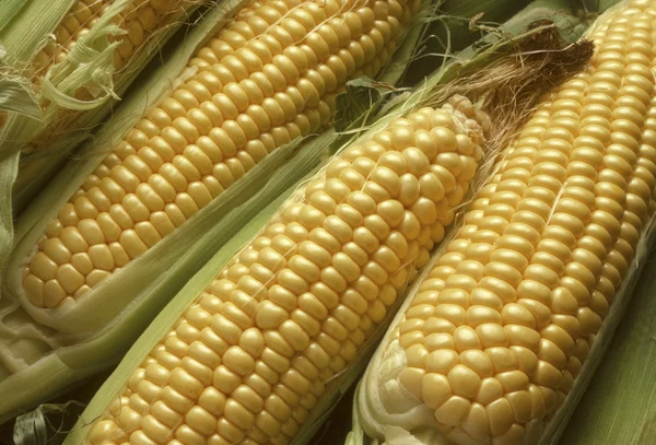 stock image Ears of Corn Husked Revealing Yellow Kernels