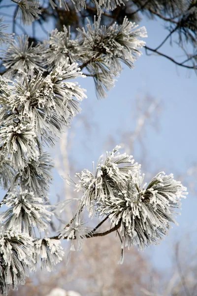 Gałązie sosnowe pokryte śniegiem — Zdjęcie stockowe