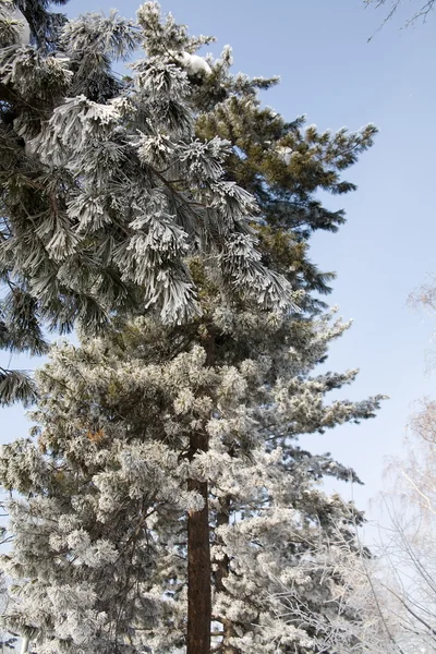 Gałązie sosnowe pokryte śniegiem — Zdjęcie stockowe