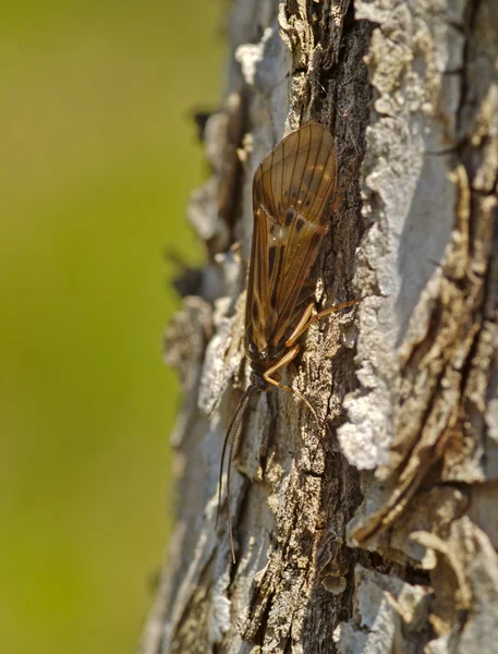 Insecto alado en un tronco de árbol — Foto de Stock