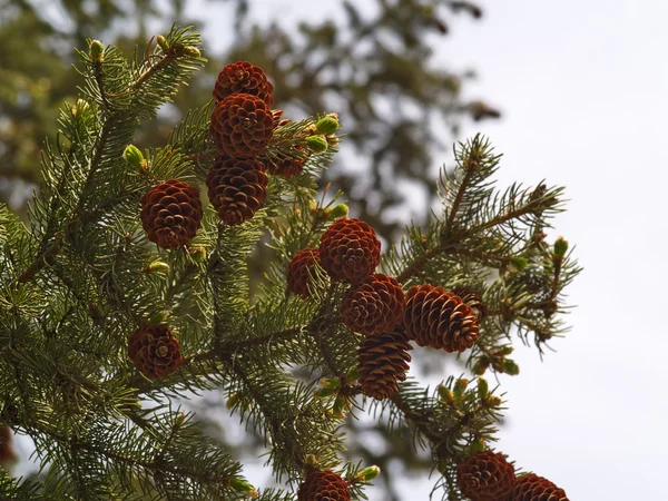 Topo de uma árvore de pele com cones — Fotografia de Stock