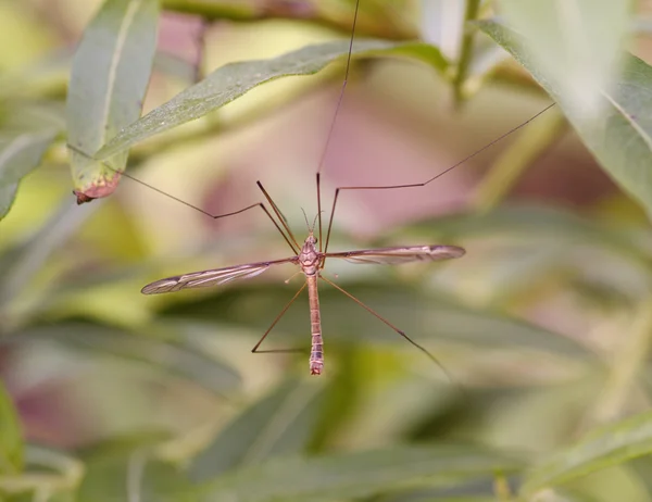 Large mosquito on grass leaves — Stock Photo, Image