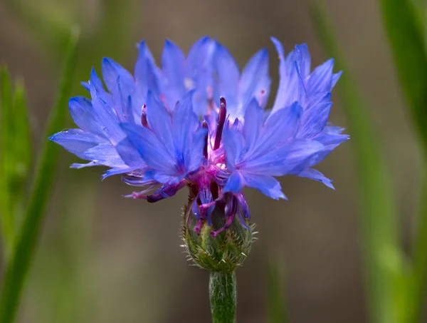 Blue a flower — Stock Photo, Image