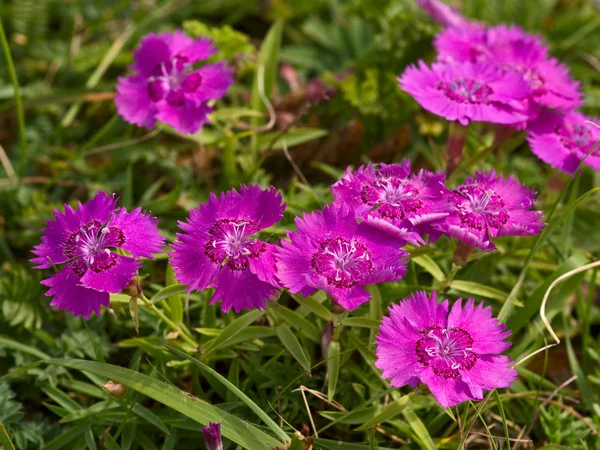 초원 카네이션의 핑크 꽃 — 스톡 사진