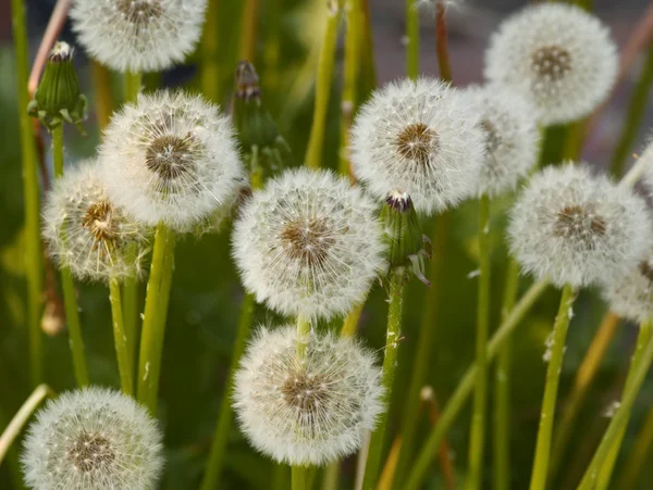 Some dry colors of a dandelion — Stock Photo, Image