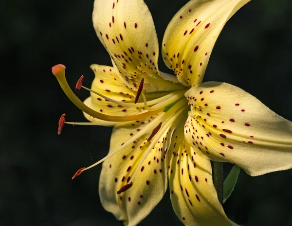Blume einer Gartenlilie es ist groß — Stockfoto