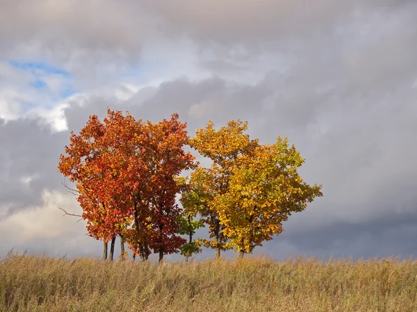 秋の雲に対して若いオークスのグループ — ストック写真