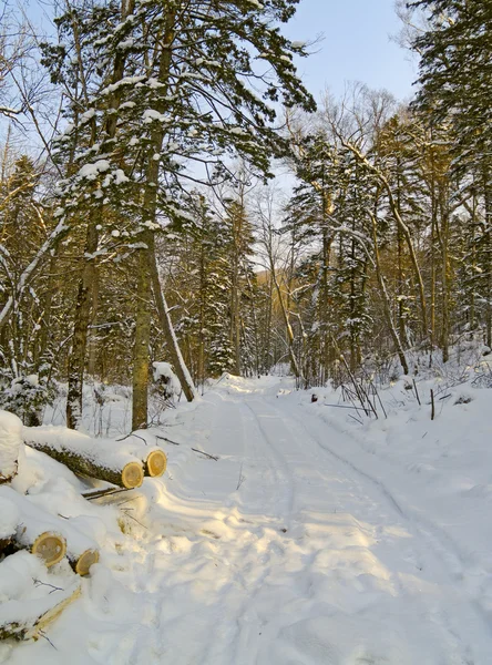 Hóval borított fa road — Stock Fotó