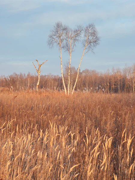 Drei Birken in einer herbstlichen Landschaft — Stockfoto