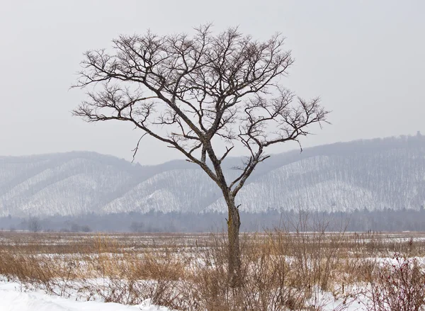 Ensamt träd på vintern — Stockfoto
